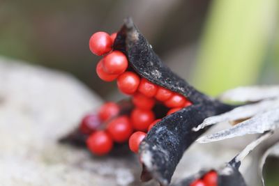 Close-up of red chili peppers