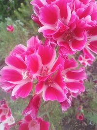 Close-up of pink flowers