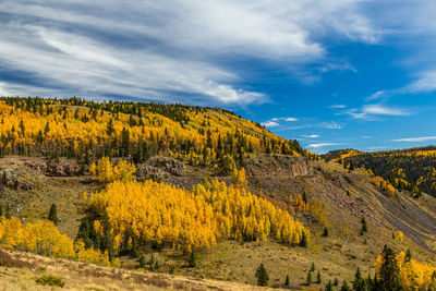 Yellow flowers growing on landscape against sky