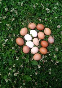 High angle view of vegetables on field