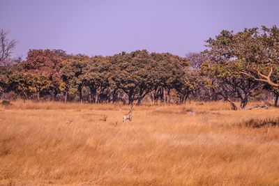 Antilope on savannah 