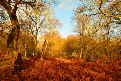 Trees in forest during autumn