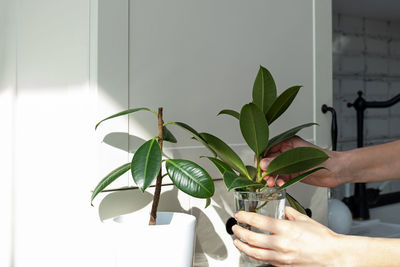 Midsection of woman holding potted plant