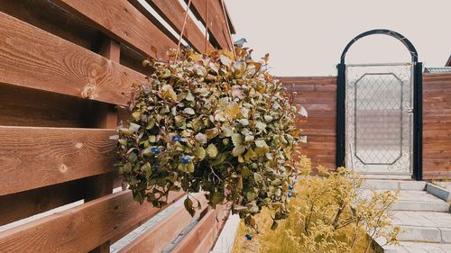 View of flowering plants against window