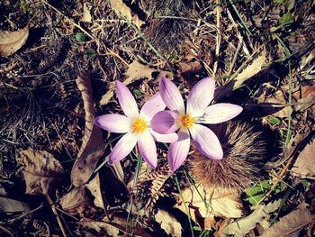 Close-up of flowers