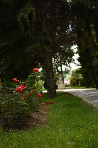 Trees growing in park