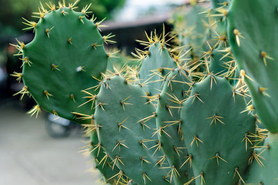 Close-up of prickly pear cactus