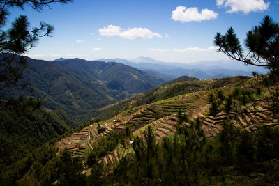 Scenic view of agricultural landscape against sky