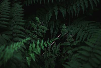 Close-up of fern leaves