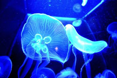 Close-up of jellyfish swimming in sea