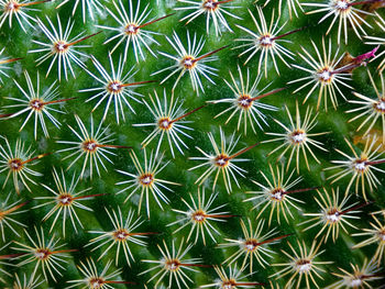 Full frame shot of palm tree