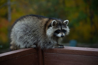 Raccoon resting on wooden railing
