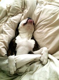 Cat sleeping on bed