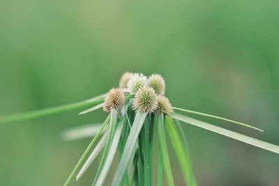 Close-up of dandelion flower