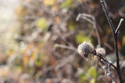 Close-up of spider web on plant