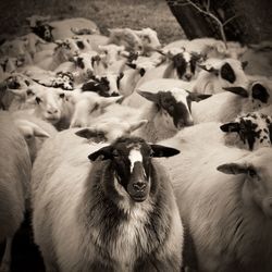 Close-up of a sheep