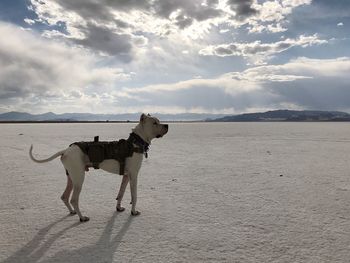 View of dog on beach