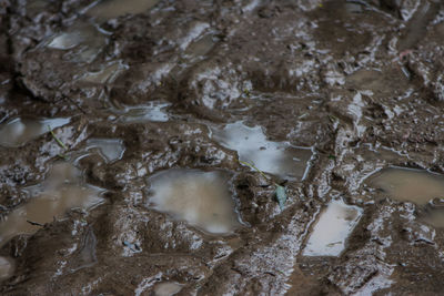 High angle view of wet rocks