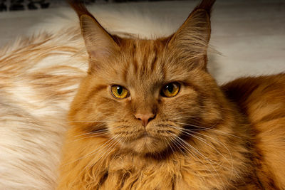 Close-up portrait of ginger cat