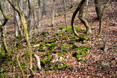 Close-up of plants against trees