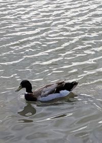 High angle view of duck swimming in lake