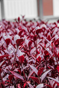 Close-up of red flowering plants