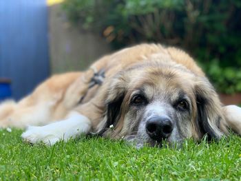 Portrait of dog resting on field