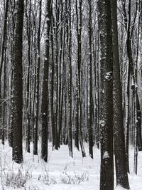 Trees in forest during winter