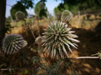 Close-up of wilted plant on field