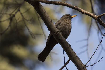 Low angle view of bird perching on tree