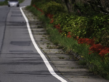 Empty road along trees