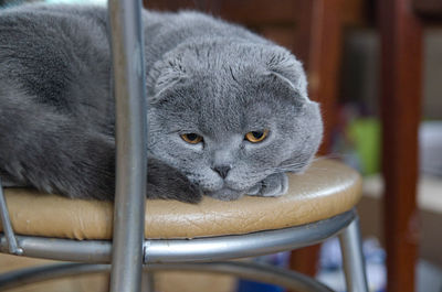 Portrait of a domestic cat indoors