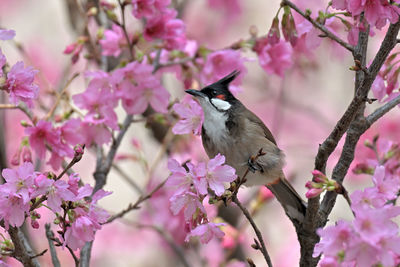 Close-up of bird perching on tree