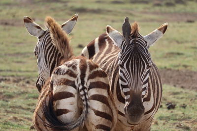 Two zebras and a bird 