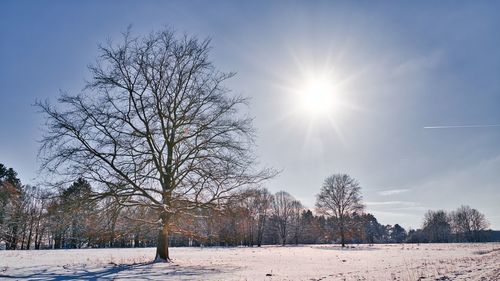 Trees on snow covered field against sky