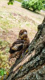 Close-up of a bird on tree trunk