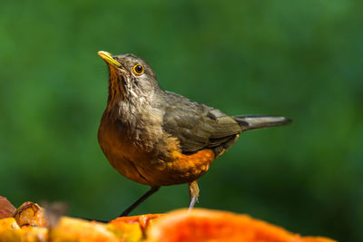 Close-up of bird perching