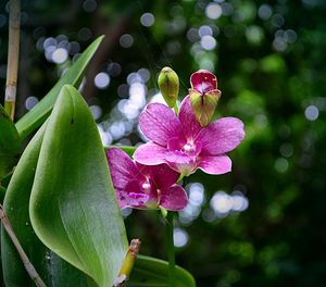 Close-up of pink orchid