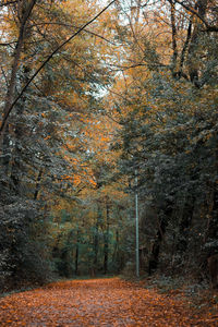 Trees in forest during autumn