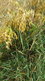 Close-up of fresh green plants on field