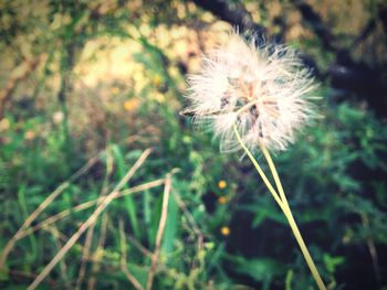 Close-up of dandelion