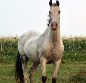 Horse standing in a field