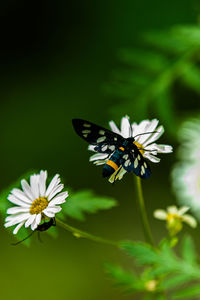 Close-up of butterfly pollinating on flower