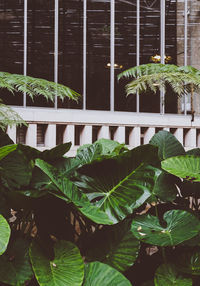 Close-up of plants growing in yard