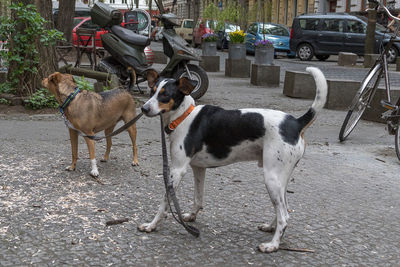 Dogs on footpath in city