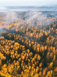 Drone photo of autumnal color in a fog. sunlight.