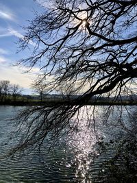 Bare tree by lake against sky