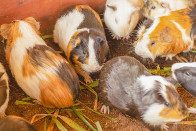 Guinea pigs eating after eating grass.caviidae.hamster on the ground,hamster