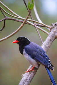 Close-up of bird perching on a branch