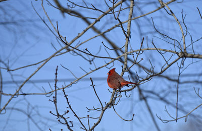 Low angle view of cardinal perching on bare tree